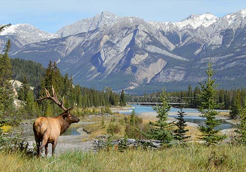 Elk in Jasper National Park in Alberta, Canada